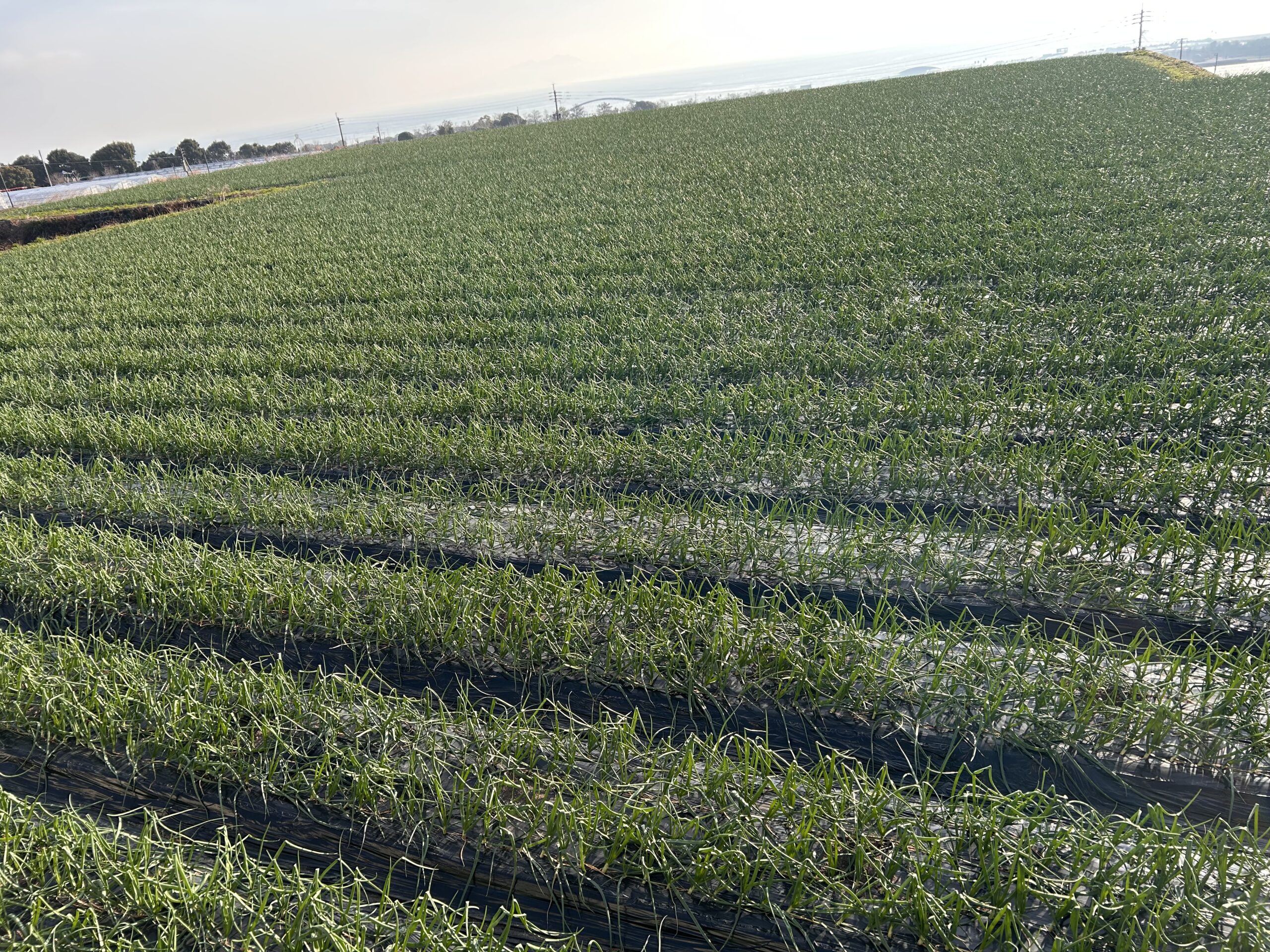 雲仙有機農業とは